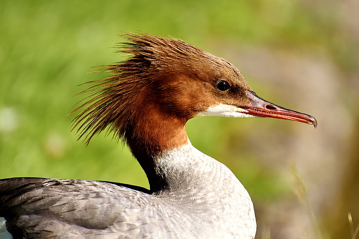 merganser mergus merganser duck bird duck preview