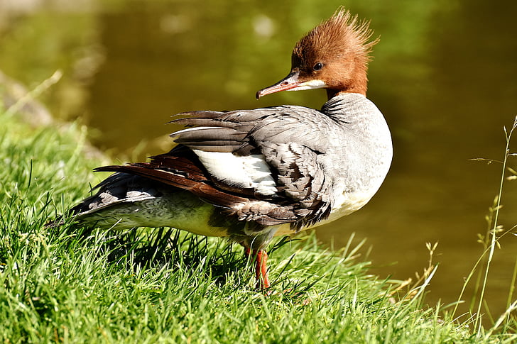 merganser mergus merganser duck bird duck preview 1