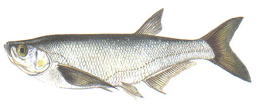 Ostrucha kivoar