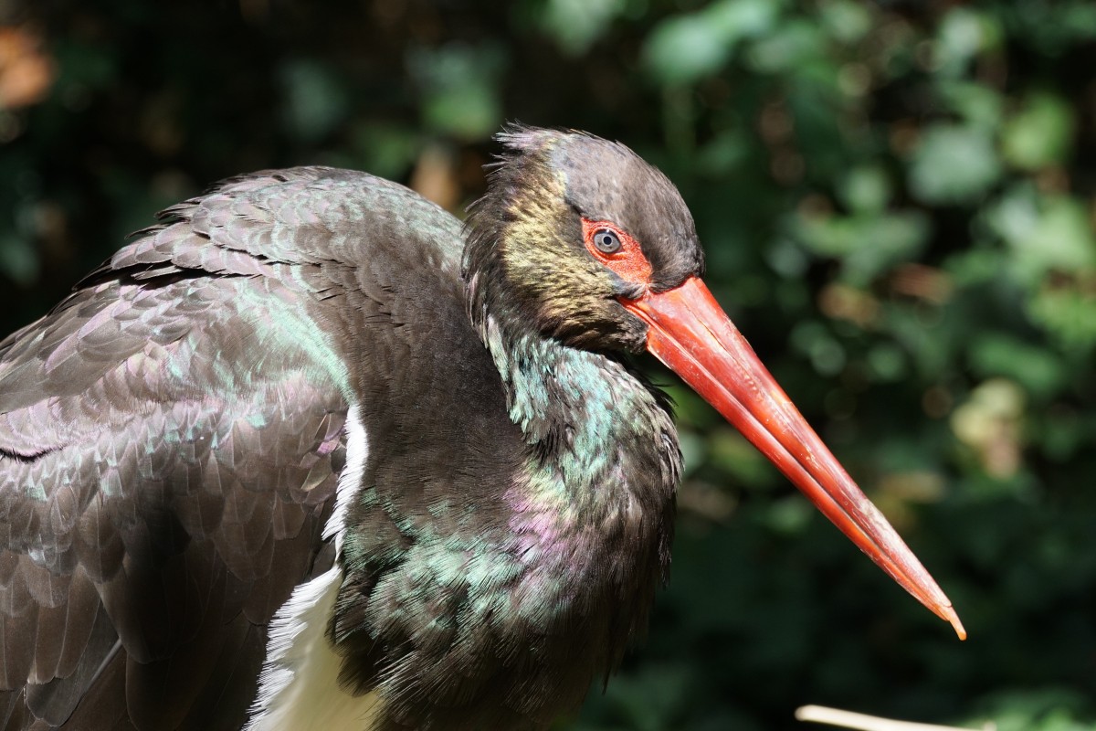 black stork maverick mixed forest 700459